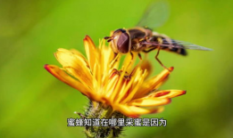 蜜蜂采蜜视频,大自然的甜蜜劳作